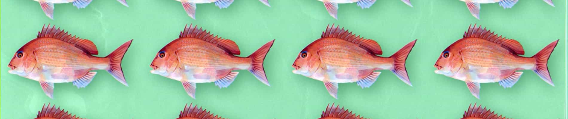 Negative Positive Angler